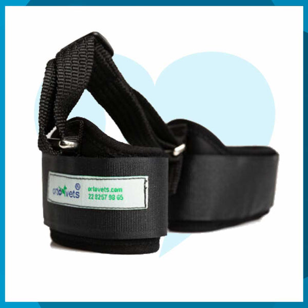 Corrector de Hiperextensión de Tarso Para Perro Talla GDE 15.5-20cm
