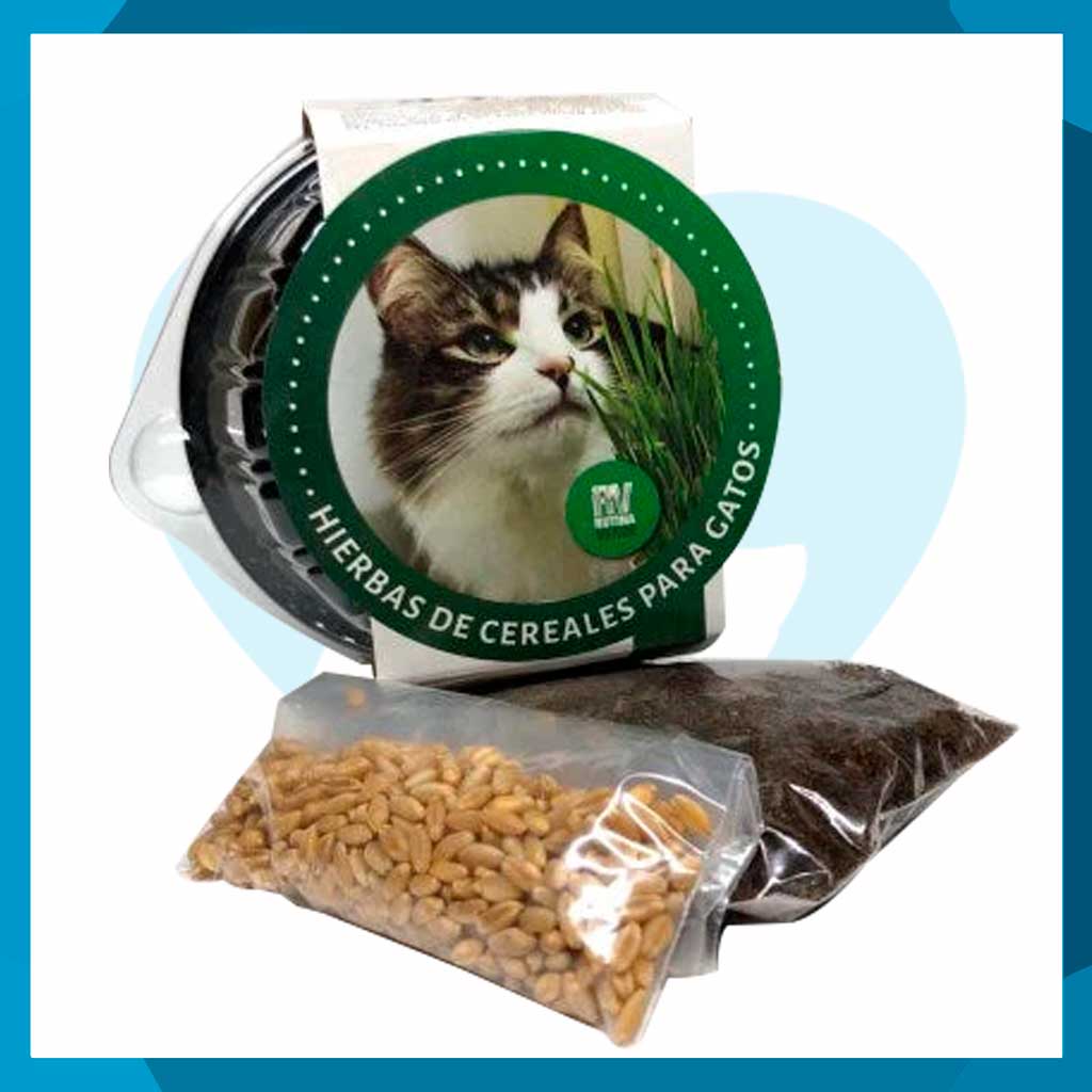 Pasto Rutina Verde Trigo Para Gatos 30g