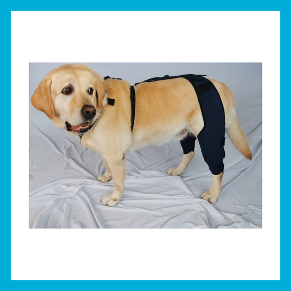 Rodilleras Dobles Para Perro Talla XXGDE 45.1 a 50cm