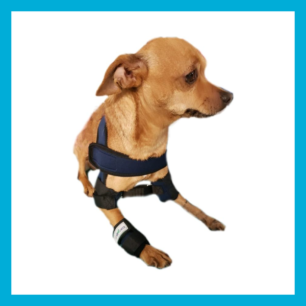 Soporte Protector de Hombro Para Perro Talla XGDE 23.1 a 26cm